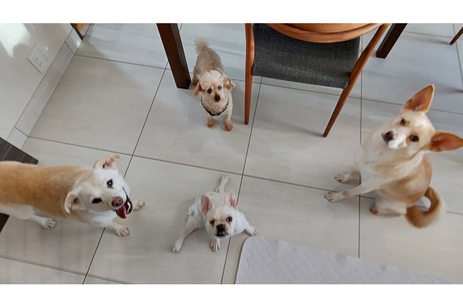 佐伯さんのご自宅の様子、四頭の犬たちの画像