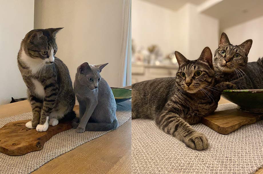 新井さんのご自宅の様子、四匹の猫たちの画像