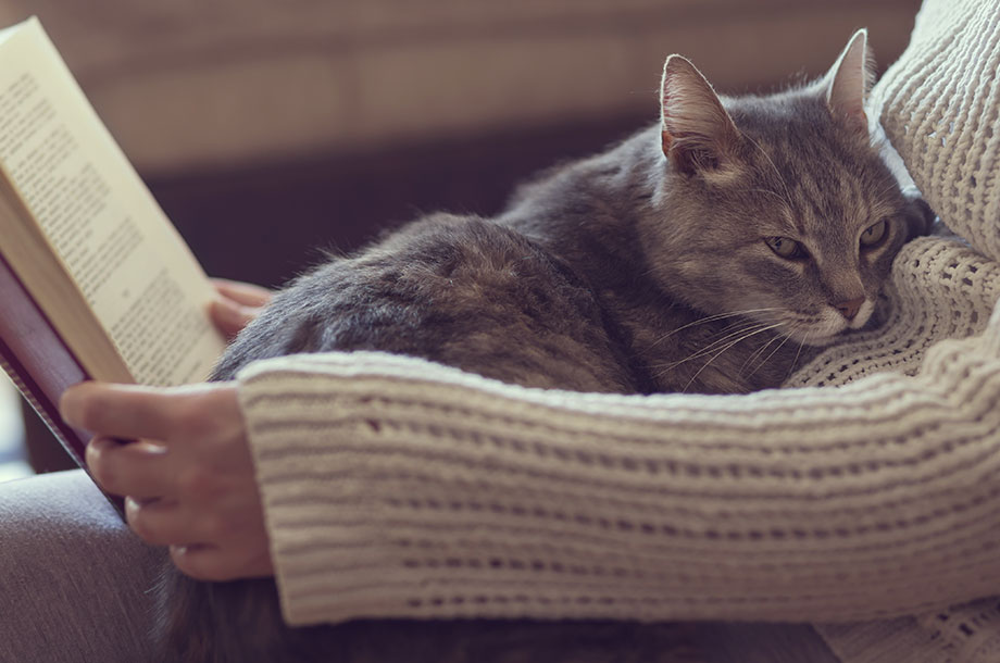 猫にモテたい！のメインビジュアル
