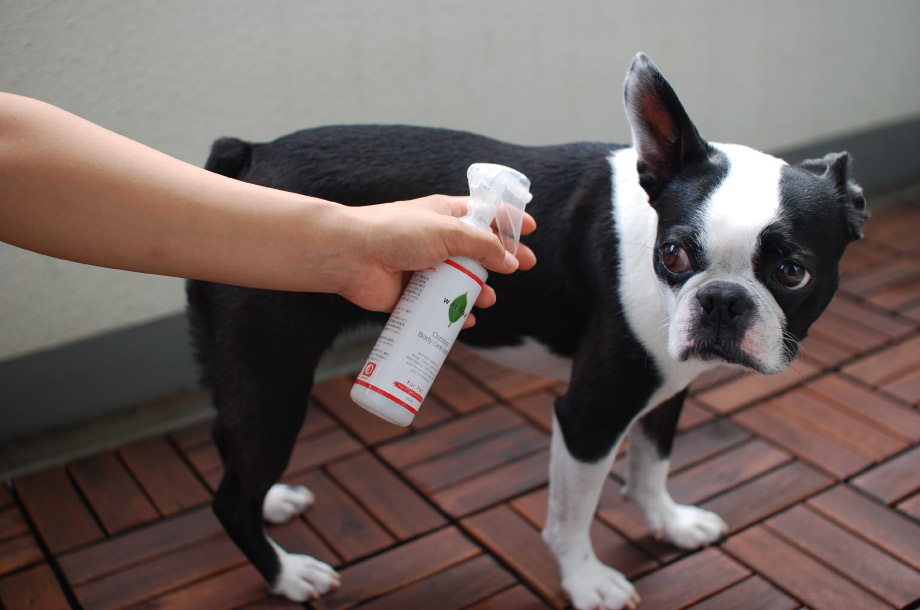 愛犬にアウトドアボディケアスプレーをしている画像