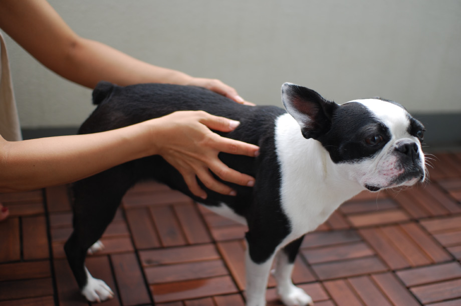 スプレーを愛犬に手で馴染ませている画像