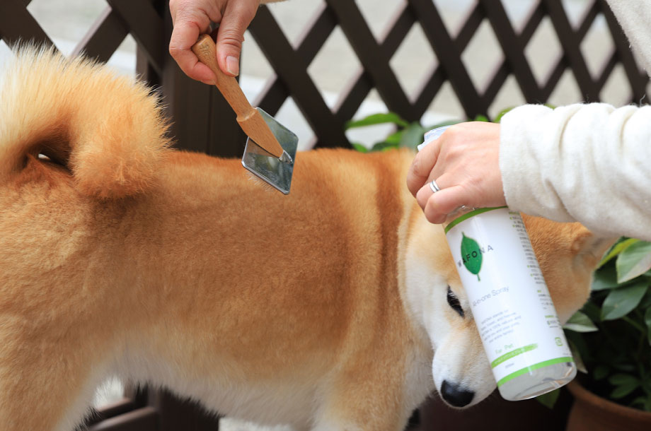 オールインワンスプレーを使いながら愛犬をブラッシングしている画像