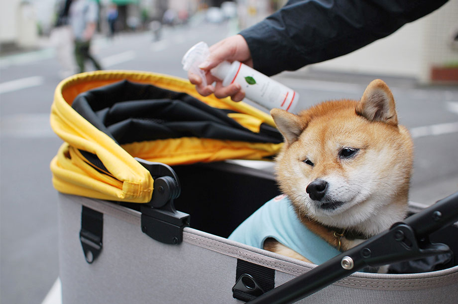 柴犬がペットカートに入っている画像