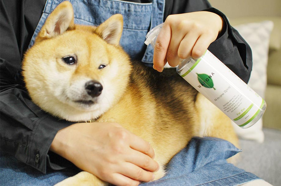 柴犬にオールインワンスプレーを使用している画像