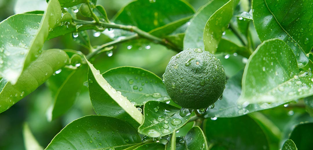 日本橋三越本店】バイヤーが行く！日本全国美味発見・高知を支える食