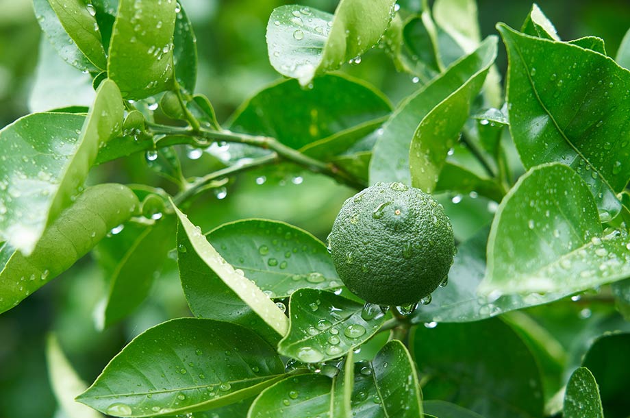 【日本橋三越本店】バイヤーが行く!日本全国美味発見・高知を支える食文化「酢みかん」編のメインビジュアル