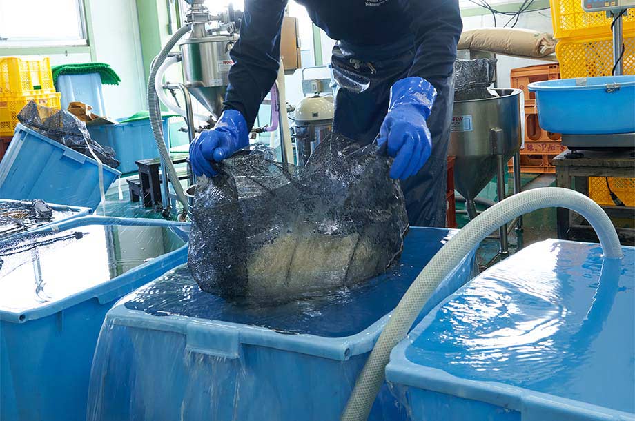 麹作りの様子画像