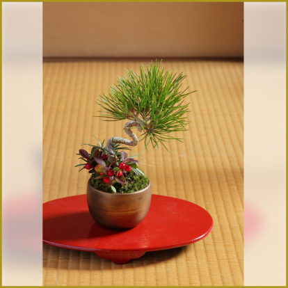 日本橋三越の迎春_黒松の寄せ植えワークショップの画像